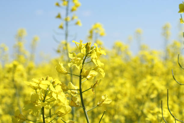istock Rapeseed field with bright blue sky at the springtime 825382152