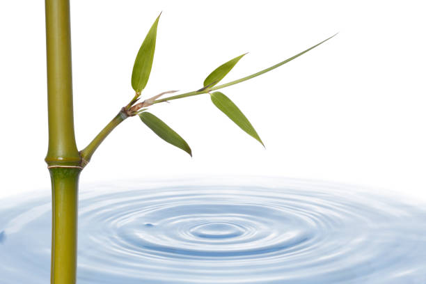 istock Bamboo Stalk With Leaves And Water 825382330