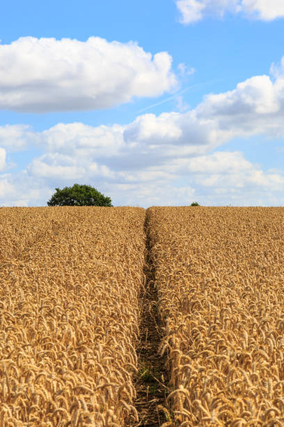 istock Pathway through a field of cereal crops 825383570