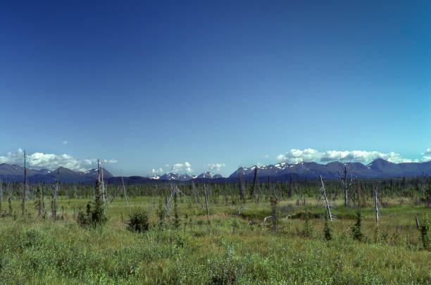 istock Sparse Forest of Trees on the Kenai Peninsula 825387276