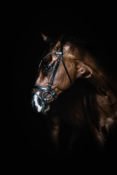 istock Horse portrai 825389656
