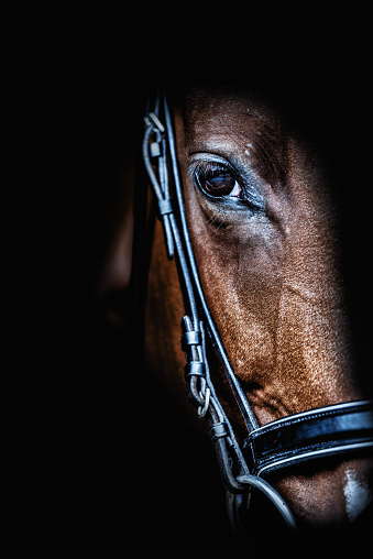 Horse portrait on dark background