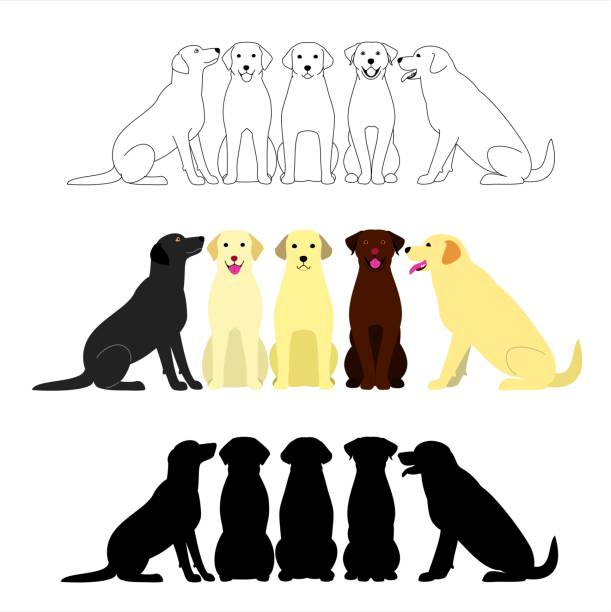 ilustraciones, imágenes clip art, dibujos animados e iconos de stock de conjunto del grupo de labrador retriever - dog sitting