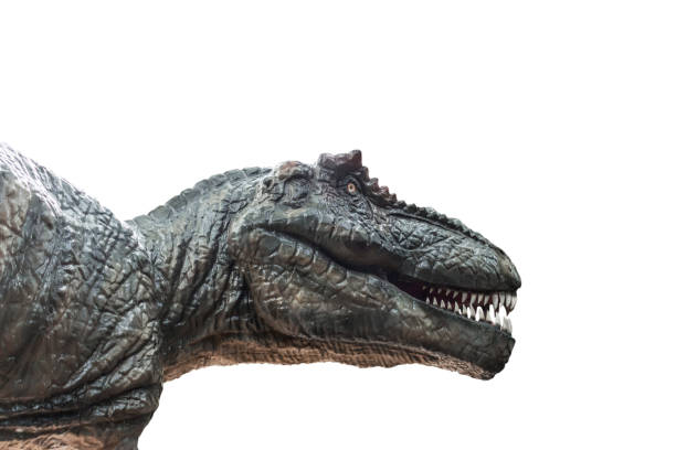 istock Tyrannosaurus rex on white background 825397484