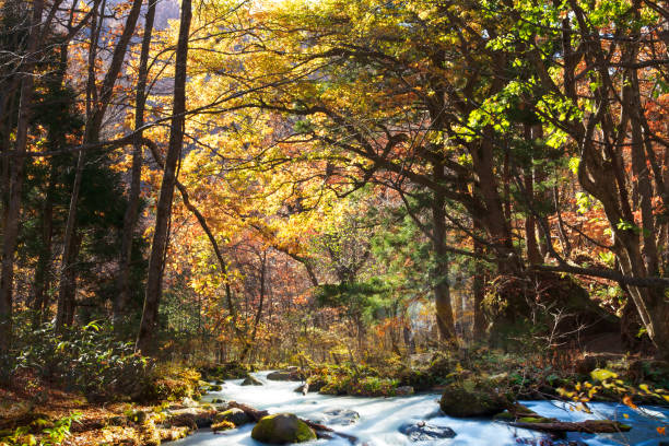druing belle rivière oirase gorge la saison d’automne, japon - parc national de towada hachimantai photos et images de collection