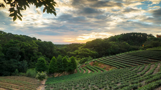 istock tea garden sunset in the summer time with nice background view 825400944