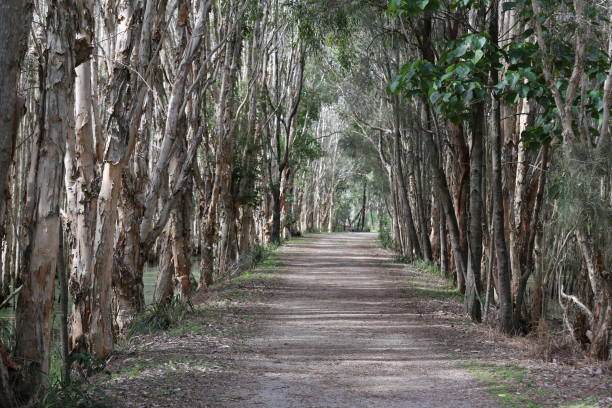istock Coombabah Nature Reserve 825401168