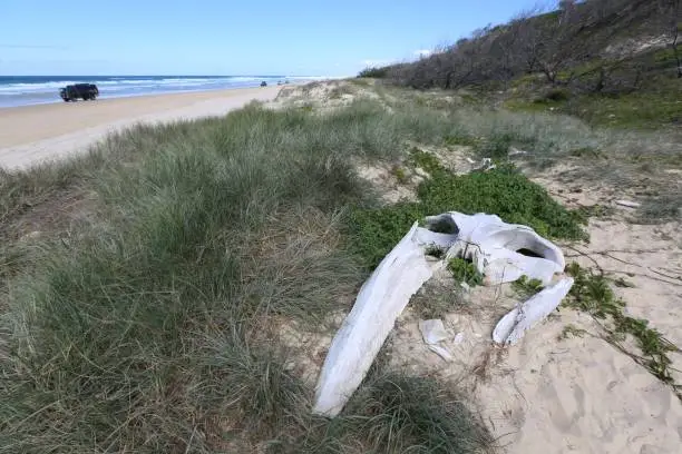 Small whale calf skull on the beach Fraser Island in Queensland Australia.