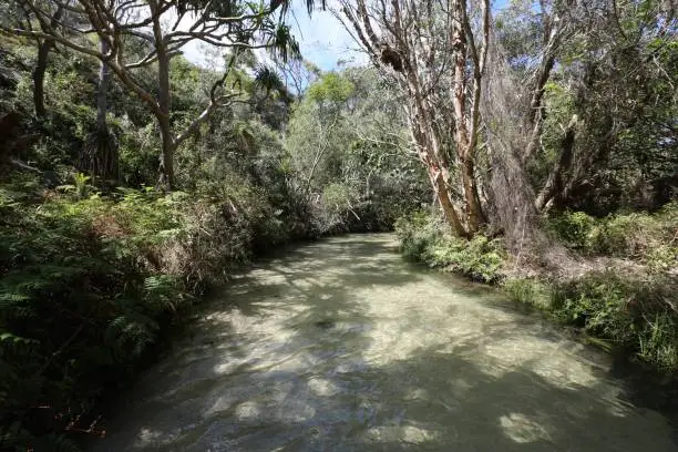 Nice sunny day at Eli Creek on Fraser Island in Queensland Australia.