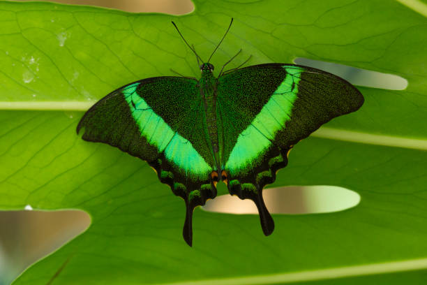 Green Emerald Swallowtail Butterfly on Leaf Close-Up A Single Green Emerald Swallowtail Butterfly on Leaf with Open Wings papilio palinurus stock pictures, royalty-free photos & images