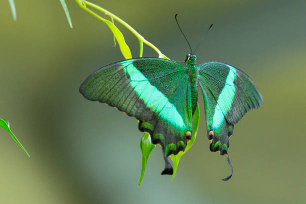 Single Green Emerald Swallowtail Butterfly on Plant Butterfly Close-up Angle View on Green Plant Life. papilio palinurus stock pictures, royalty-free photos & images