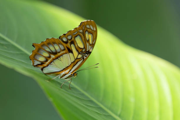istock Yellow and Brown Butterfly on Large Green Leaf 825404460