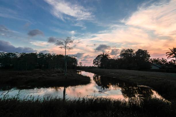 silueta al atardecer en el pantano del ciprés - cypress swamp fotografías e imágenes de stock