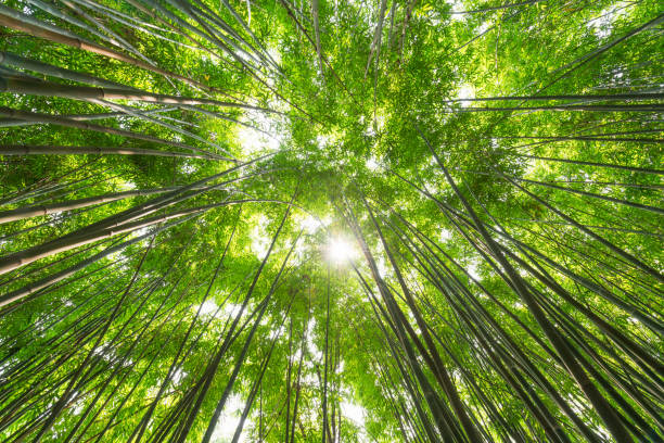istock Bamboo forest against sun in China 825404690