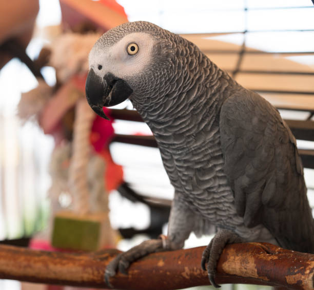 istock African grey parrot looking curiously at the camera 825404774