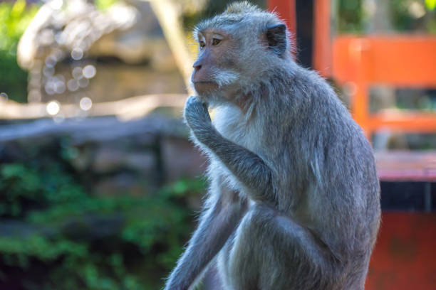 istock Wild Monkeys in Ubud, Bali 825405752