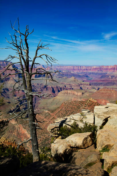 istock Dead Tree Overlooking the Grand Canyon 825405794