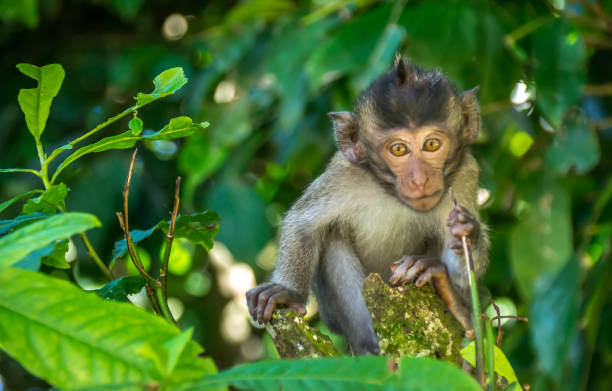 istock Wild Monkeys in Ubud, Bali 825405806
