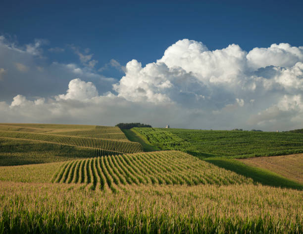 Corn and soybean fields in Minnesota below dramatic clouds in late afternoon sunlight