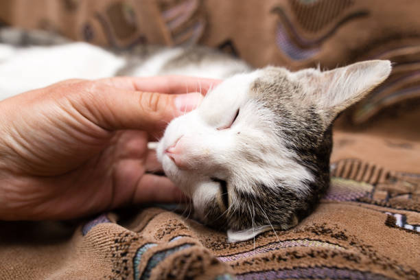 istock Caress the cat with her hand on the couch 825410064