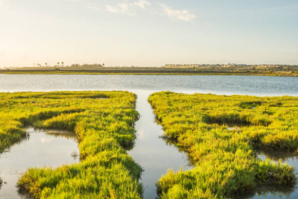 istock Bolsa Chica Wetlands, Huntington Beach 825410132