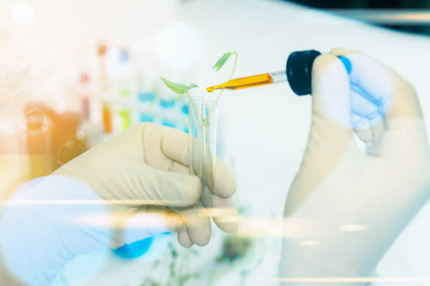 istock (SCIENCE) Scientists working women took the sprouts are beginning to experiment or for breeding sprouts a clean and chemical-free,science content, Film effect. 825410220