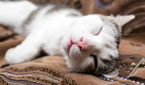 istock The cat is lying on the couch 825410240
