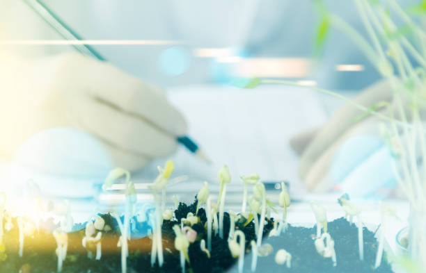 istock (SCIENCE) Scientists working women took the sprouts are beginning to experiment or for breeding sprouts a clean and chemical-free,science content, Film effect. 825410246