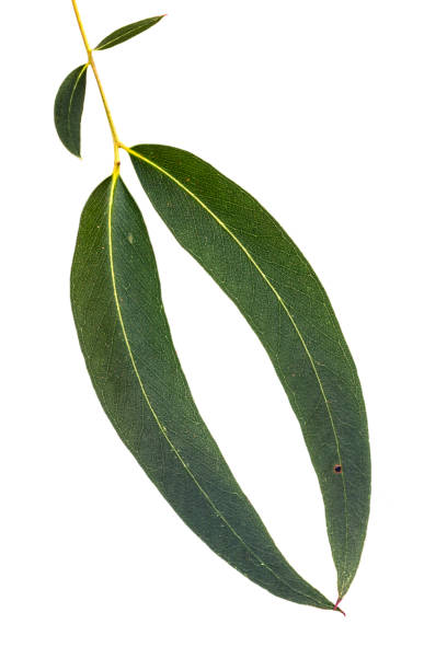 istock Eucalyptus Leaves Isolated on white 825410286