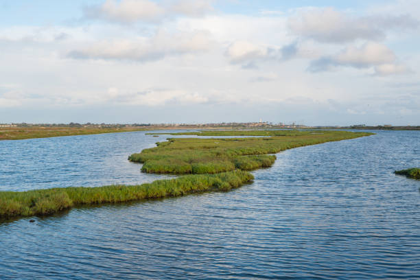 istock Bolsa Chica Wetlands, Huntington Beach 825410358