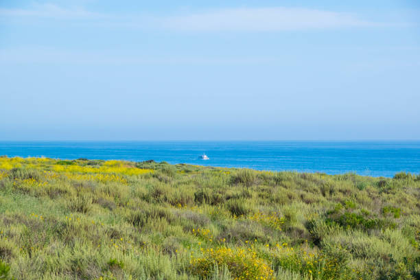 istock Super Bloom in Crystal Cove State Park 825416806