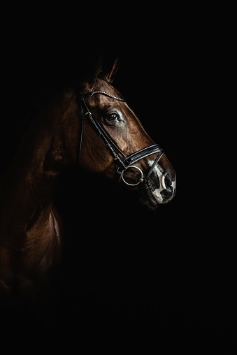 Horse portrait on dark background