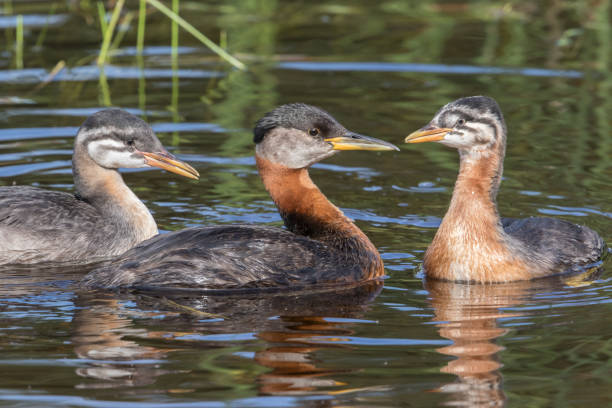 istock Red-necked Grebe Family 825417066