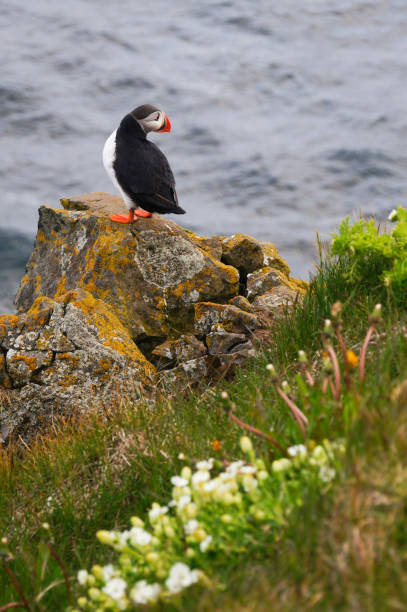 istock Atlantic Puffin in Latrabjarg cliffs, Iceland. 825417558