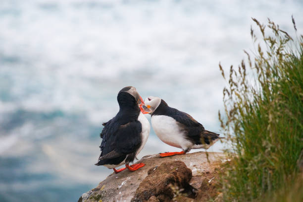 istock Atlantic Puffin  in Latrabjarg cliffs, Iceland. 825417572