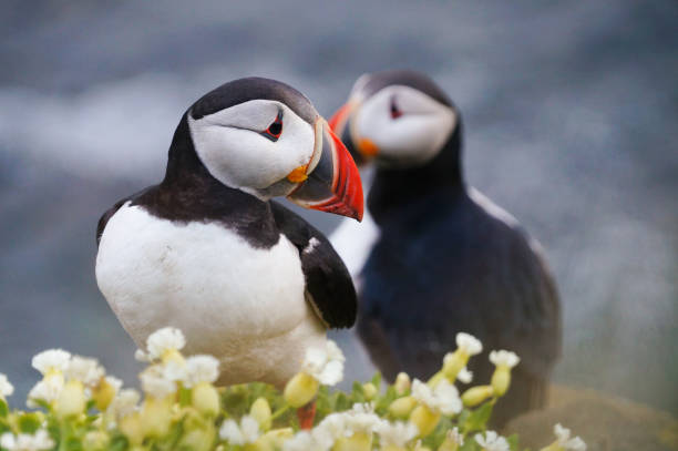 istock Atlantic Puffin in Latrabjarg cliffs, Iceland. 825417594