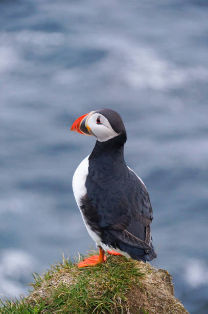 istock Atlantic Puffin in Latrabjarg cliffs, Iceland. 825417600