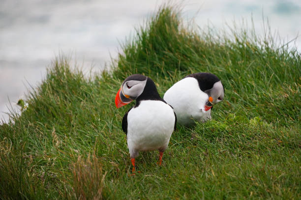 istock Atlantic Puffin in Latrabjarg cliffs, Iceland. 825417636