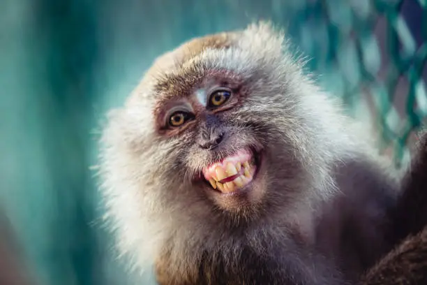 Close-up of a long-tailed macaque ( or crab-eating macaque ) smiling.