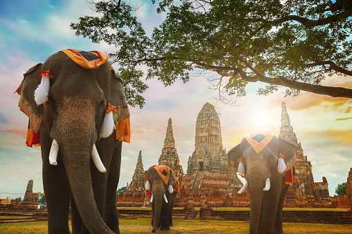Elephant at Wat Chaiwatthanaram temple in Ayuthaya Historical Park, a UNESCO world heritage site, Thailand