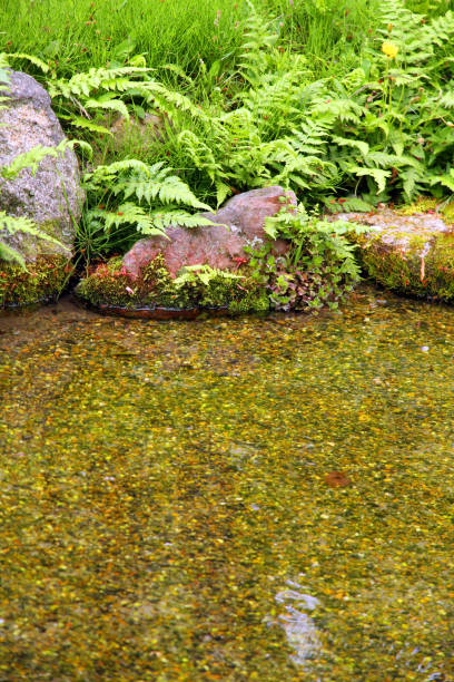 istock Edge of the Stream 825421412