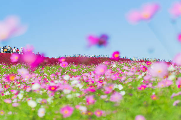 Cosmos flower with old lens
