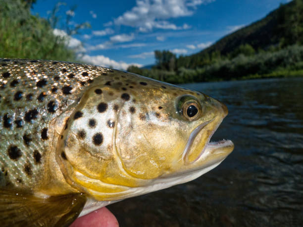 istock Brown Trout Catch and Release Fly Fishing 825423614