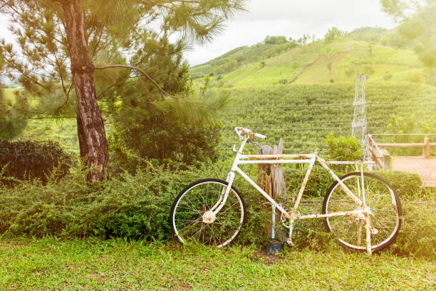 istock Abandon bicycle in the garden at morning time with sunlight. 825424920