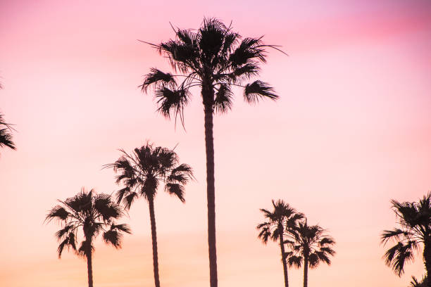 istock Beautiful Newport Beach Sunset under the Palm Trees 825425298