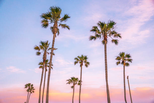 istock Beautiful Newport Beach Sunset under the Palm Trees 825427662