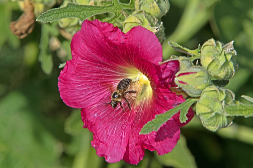 bee pollinating a wild flower