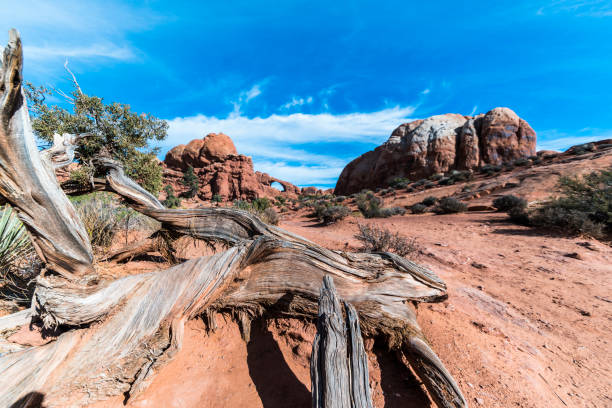 istock The Utah Juniper, Juniperus Osteosperma, in front of the remote view to the Skyline arch. Devils Garden, Arches national park, Utah. 825431284