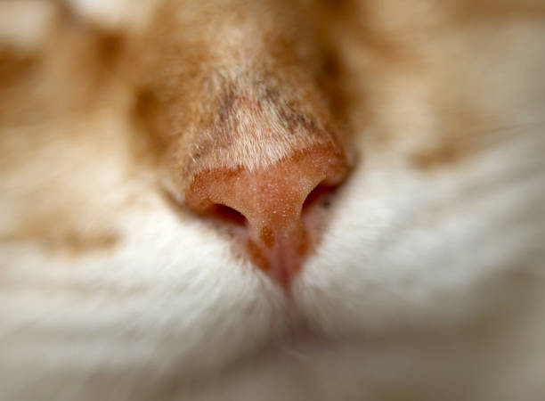 istock Nose of red cat, macro photo, selective focus 825432302