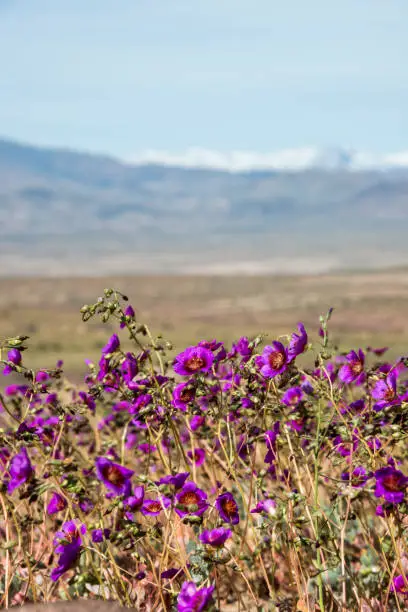 Photo of Flowering desert in the Chilean Atacama